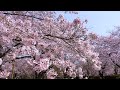 [Himeji Castle] Cherry blossoms will soon be in full bloom at the Himeji Castle in 2024