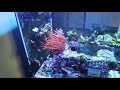 60 Gallon Cube Reef Update