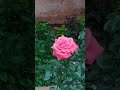 Rose Collections |#shortsfeed #rosegarden #flowers #rose #shortvideo #gardentour#gardening #trending