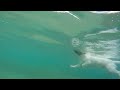 @ dog under water#video