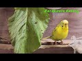 Chirping of Parakeet Budgie Birds 10 Hr , Listen to Nature Bird Songs, Meditation to Reduce Stress