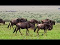 African Wildlife 4K (60FPS): Tsodilo Hills , Botswana | Enter the  wildlife with Calming Music