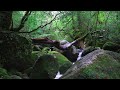 🌳 4K forest healing music / birdsong + piano / sleep-inducing, stress relief, relaxation music