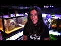 Hornwort Aquarium Plant Care: Is This The FASTEST Growing Aquarium Plant?