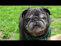 Incredible Pug beats the odds