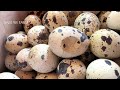Collecting Quail Eggs - Process of Raising Quails for Eggs and Meat.