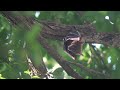 A short-nose fruit bat visits our garden, Bangkok 2024