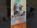 Cat Turns Superman For Treats,  Jessica & Johnny. Funny athletic cats. #cats #pets #viral