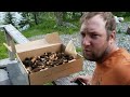 Golden Mushroom Hike Morels and More! (New Canadian Gold Rush!)