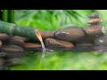 [ Healing Music BGM ] Relaxing Piano Music With The Sound Of Nature Bamboo Water Fountain
