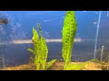 Lets Talk about Fish Ep4: Plants