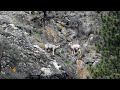 yt1s com   Nature Bighorn sheep in Idaho89710