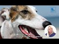 Things Nobody Told You About Owning a Greyhound? - Vet Dr Alex