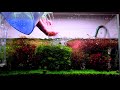 HOW TO TRIM PLANTED AQUARIUM - Trimming my DUTCH STYLE PLANTED AQUARIUM