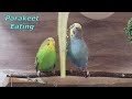 Chirping of Parakeet Budgie Birds 10 Hr , Listen to Nature Bird Songs, Meditation to Reduce Stress