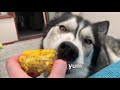 K'eyush Has BBQ Corn Cob After VET Visit | Day In The Life Of My Dog