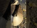 Geese get too close for comfort