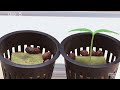 1095 Days in 30 Minutes 🌱 Growing Plant Time Lapse COMPILATION