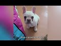 Puppy or baby wolf. Tiny Frenchie howled like a wolf when mom didn't give him any more snacks