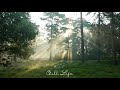 Relaxing Sleep Music + Stress Relief - Relaxing Music, Insomnia, Meditation Music - Forest Sounds