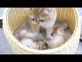 Top videos of mother cat showing love to her kittens. Cute animals videos [Part 1]
