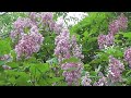 Types of lilac - Meyer's lilacs