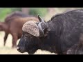 The Black Death | Cape buffalo Herd |
