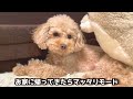 GW中仕事だった夫婦は犬と一緒に過ごす1日休暇に癒されました【トイプードル】