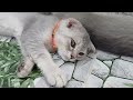 Try Not To Laugh Challenge😽Funny and Cute CAT Videos Compilation 2024😸🐶