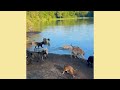 Our most recent pack intro, so many new dogs! | The Asher House