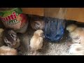 Blue egg chicks