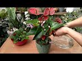👍🔥 Magical! Just a spoonful can revive the wilted anthurium