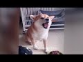 😸 Funniest Dogs and Cats 🐈😂 Funny Videos Every Days 🐶