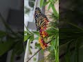 Newly emerged monarch butterfly finding her wings on a milkweed plant