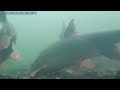 Barbel Underwater - River Nene