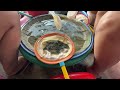 Guppy Fish Farm in Thailand ( Advance Technique 2024)