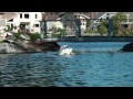 American White Pelican enjoing an afternoon bath