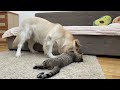 What Does Golden Retriever do When He Finds His Sleeping Kitten [Try Not to Laugh]