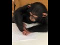 Chimpanzee learning how to write!