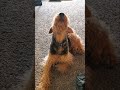 Rue the Airedale singing the song of her people. #airedaleterrier #lifewithrue