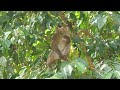 KHAO YAI NATIONAL PARK WILDLIFE: (Hornbills, Gibbons, Viper, Monitor Lizard, Monkeys and More!) (4K)