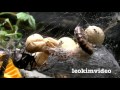 Redback Spider Killing Skink Week 6 Timelapse Educational Video
