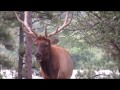 Ruidoso Adventures: Elk and Deer