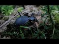 Beetle on the move