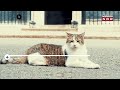 Larry The Cat Looks Forward To Sixth Prime Minister | Chief Mouser | UK