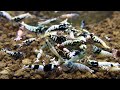 Beautiful Aquarium Shrimps & Relaxing Music – 30 Min of Stunning Caridina Shrimps tanks SLEEP