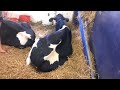 VIDEO0048 cowwwzzz