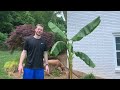 How to Grow Bananas - Complete Monthly Guide
