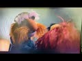 (SPOILER ALERT🚨)Animal’s Backstory- The Muppets Mayhem (Clip) #disneyplus #disney #cute #baby
