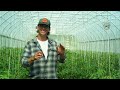 How the Pros Grow Tomatoes with Sage Hill Ranch Gardens